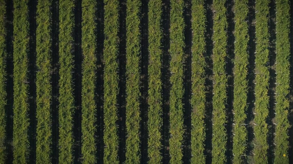 inspecciones con dron cultivos Galicia